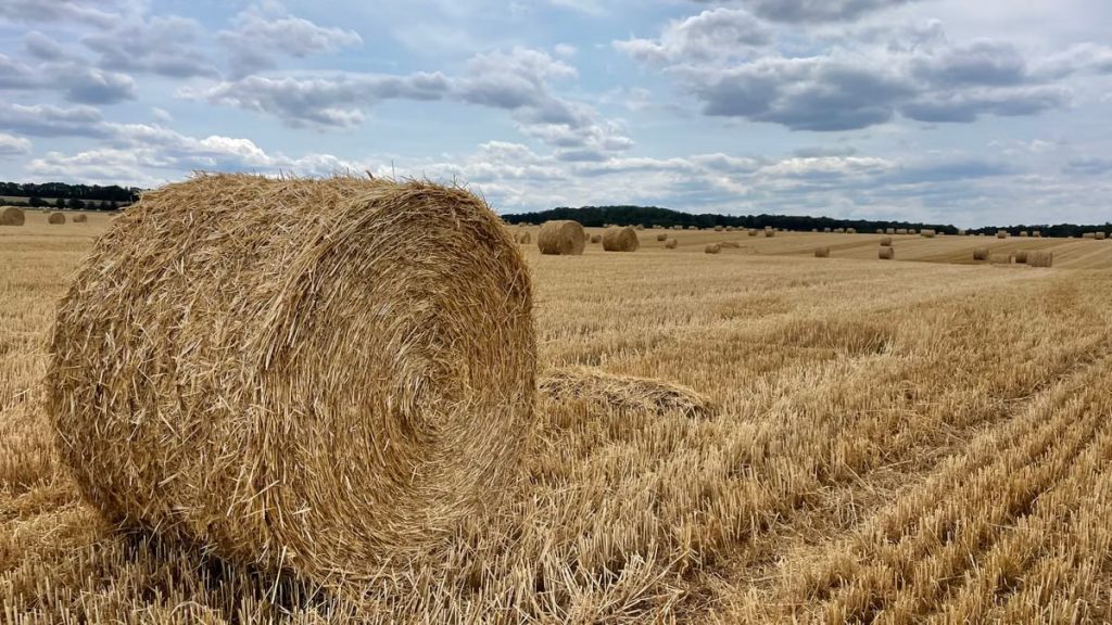 A scenic rural field filled with round hay bales under a cloudy sky, embodying countryside tranquility.