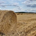 A scenic rural field filled with round hay bales under a cloudy sky, embodying countryside tranquility.