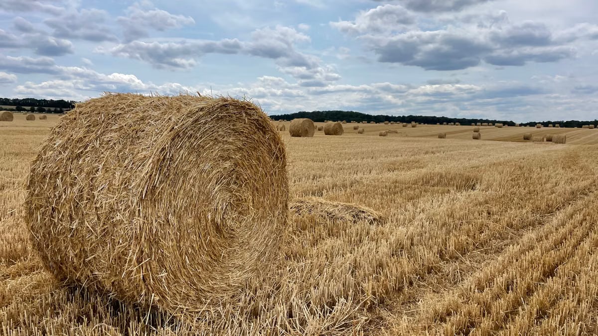 A scenic rural field filled with round hay bales under a cloudy sky, embodying countryside tranquility.